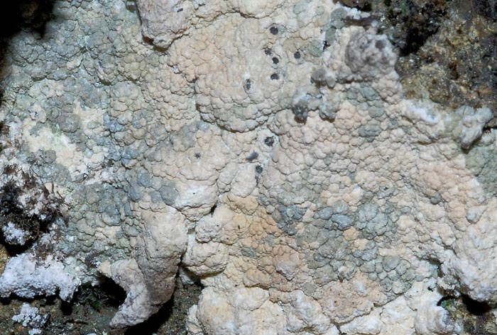 Licheni su  ofiolite da det.